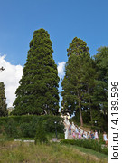 Секвойи в парке Массандровского дворца, Ялта, Крым (2011 год). Редакционное фото, фотограф Иван Сазыкин / Фотобанк Лори
