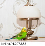 Волнистый попугай сидит рядом с торшером. Стоковое фото, фотограф Игорь Низов / Фотобанк Лори