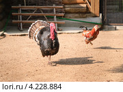 Индюк (Meleagris gallopavo) на птичьем дворе. Стоковое фото, фотограф Алёшина Оксана / Фотобанк Лори