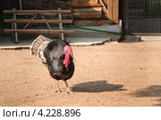 Индюк (Meleagris gallopavo) на птичьем дворе. Стоковое фото, фотограф Алёшина Оксана / Фотобанк Лори