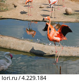 Фламинго (Phoenicopterus) (2011 год). Стоковое фото, фотограф Алёшина Оксана / Фотобанк Лори
