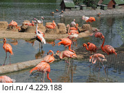 Фламинго (Phoenicopterus) (2011 год). Стоковое фото, фотограф Алёшина Оксана / Фотобанк Лори
