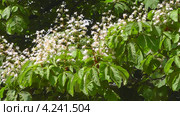 Цветущий конский каштан обыкновенный (Aesculus hippocastanum) Стоковое видео, видеограф Сергей Куров / Фотобанк Лори