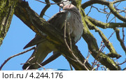 Кольчатая горлица (Streptopelia decaocto) Стоковое видео, видеограф Сергей Куров / Фотобанк Лори
