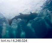 Китовая акула (Whale shark) Стоковое фото, фотограф Сергей Дубров / Фотобанк Лори