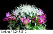 Маммиллярия, цветение, таймлапс (Mammillaria bocasana) Стоковое видео, видеограф Артем Поваров / Фотобанк Лори