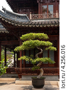 Шанхай. Сад Радости Юйюань (Yuyuan Garden). Бонсаи (2009 год). Стоковое фото, фотограф Виктория Катьянова / Фотобанк Лори