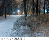 Заледеневшие деревья в парке ночью. Стоковое фото, фотограф Юрий Брыкайло / Фотобанк Лори
