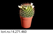 Цветущая белая маммиллярия, таймлапс (Mammillaria Willdii) Стоковое видео, видеограф Артем Поваров / Фотобанк Лори