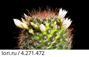 Цветущая маммиллярия, таймлапс (Mammillaria Willdii) Стоковое видео, видеограф Артем Поваров / Фотобанк Лори