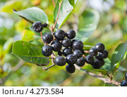 Черноплодная рябина (Aronia mitschurinii) Стоковое фото, фотограф Алёшина Оксана / Фотобанк Лори