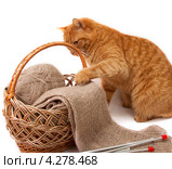 Кошка Джинджер играет с мотком пряжи. Стоковое фото, фотограф Галина Щипакина / Фотобанк Лори