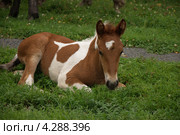 Жеребёнок на траве. Стоковое фото, фотограф Александр Каргаполов / Фотобанк Лори