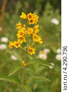 Вербейник мутовчатый цветет желтыми цветками (Lysimachia verticillaris Spreng.) Стоковое фото, фотограф Щеголева Ольга / Фотобанк Лори