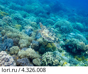 Морская черепаха плывет над коралловым дном. Стоковое фото, фотограф Сергей Дубров / Фотобанк Лори