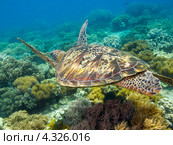 Крупная морская зеленая черепаха плывет над коралловым дном. Стоковое фото, фотограф Сергей Дубров / Фотобанк Лори