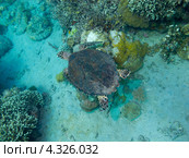 Большая морская зеленая суповая черепаха плывет над коралловым дном. Стоковое фото, фотограф Сергей Дубров / Фотобанк Лори