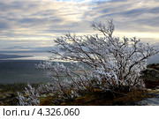 Заледеневший куст на горе. Стоковое фото, фотограф MerSavets / Фотобанк Лори