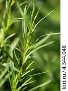 Зеленая веточка эстрагона (тархун, Artemisia dracunculus) Стоковое фото, фотограф Щеголева Ольга / Фотобанк Лори
