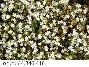 Множество белых цветов гипсофилы (Gypsophyla) Стоковое фото, фотограф Ольга Липунова / Фотобанк Лори
