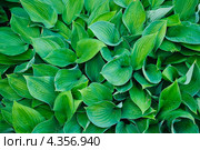 Хоста (Hosta), или Функия (Funkia) Стоковое фото, фотограф Алёшина Оксана / Фотобанк Лори