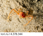 Краб-плавунец Lupocyclus philippinensis. Стоковое фото, фотограф Сергей Дубров / Фотобанк Лори