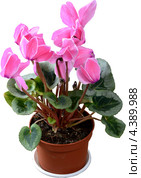 Цикламен персидский, или Альпийская фиалка, или Дряква (лат. Cyclamen persicum) Стоковое фото, фотограф Федор Королевский / Фотобанк Лори