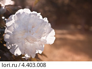 Белый пион в саду. Стоковое фото, фотограф Victoria Demidova / Фотобанк Лори