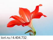 Красный амариллис. Стоковое фото, фотограф Антонина Ращинская / Фотобанк Лори