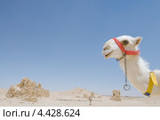 Белый молодой верблюд на фоне гробницы в Пальмире, Сирия (2008 год). Стоковое фото, фотограф Некрасов Андрей / Фотобанк Лори