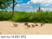 Выводок утят с мамой идёт по дорожке. Июнь. Петергоф. Стоковое фото, фотограф Сергей Цепек / Фотобанк Лори