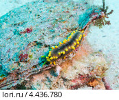 Морской огурец Colochirus robustus (Pentacta lutea, robust sea cucumber, yellow sea cucumber) Стоковое фото, фотограф Сергей Дубров / Фотобанк Лори