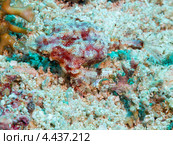 Пегас-дракон или морская моль (Little dragonfish, Short dragonfish, Pegasus Sea Moth, Eurypegasus draconis) крупным планом. Стоковое фото, фотограф Сергей Дубров / Фотобанк Лори