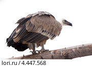 Белоголовый сип (Gyps fulvus) на белом фоне. Стоковое фото, фотограф Яков Филимонов / Фотобанк Лори