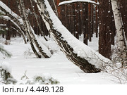 Красивый зимний лес с падающими снежинками. Стоковое фото, фотограф Юлия Машкова / Фотобанк Лори