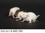 Маленькие крысята. Стоковое фото, фотограф Argument / Фотобанк Лори