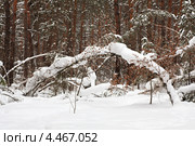 Красивый зимний лес с падающими снежинками. Стоковое фото, фотограф Юлия Машкова / Фотобанк Лори