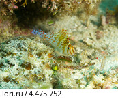 Кудрепер-сокол или карликовый кудрепер  (Dwarf or Falco Hawkfish, Cirrhitichthys falco) крупным планом. Стоковое фото, фотограф Сергей Дубров / Фотобанк Лори