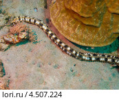 Пятнистый морской огурец (Synapta maculata, Spotted worm sea cucumber) Стоковое фото, фотограф Сергей Дубров / Фотобанк Лори