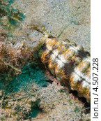 Пятнистый морской огурец (Synapta maculata, Spotted worm sea cucumber) на песчаном дне. Стоковое фото, фотограф Сергей Дубров / Фотобанк Лори