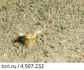 Пурпурный австралийский червь (Bobbit Worm, Eunice aphroditois) Стоковое фото, фотограф Сергей Дубров / Фотобанк Лори