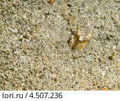 Пурпурный австралийский червь (Bobbit Worm, Eunice aphroditois) охотится, зарывшись в песок. Стоковое фото, фотограф Сергей Дубров / Фотобанк Лори