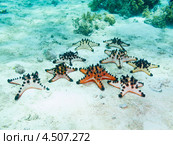 Скопление шоколадных рогатых звезд (Protoreaster nodosus, Chocolate chip sea star, Horned Sea Star) на морском дне. Стоковое фото, фотограф Сергей Дубров / Фотобанк Лори