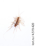Паукообразная длинноножка (Scutigera coleoptrata) изолированная на белом. Стоковое фото, фотограф Виталий Гулай / Фотобанк Лори