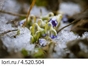Бутоны перелески благородной (печеночницы) в снегу. Стоковое фото, фотограф Ольга Денисова / Фотобанк Лори