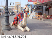 Аравийский верблюд дромедар лежит на дороге (2013 год). Редакционное фото, фотограф Некрасов Андрей / Фотобанк Лори