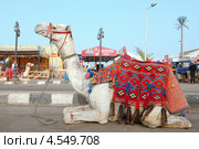 Аравийский Верблюд (Camelus dromedarius) лежит на дороге у старого рынка, Шарм Эль Шейх, Синайский полуостров, Египет (2013 год). Редакционное фото, фотограф Некрасов Андрей / Фотобанк Лори