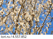 Серёжки осины весной. Стоковое фото, фотограф Алёшина Оксана / Фотобанк Лори