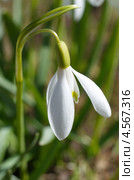 Подснежник Воронова (Galanthus woronowii) Стоковое фото, фотограф Елена Коромыслова / Фотобанк Лори