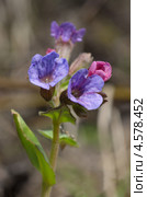 Медуница неясная (Pulmonaria obskura) Стоковое фото, фотограф Елена Коромыслова / Фотобанк Лори